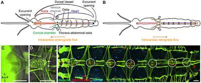 Mosquito Hemocytes Associate With Circulatory Structures That Support Intracardiac Retrograde Hemolymph Flow